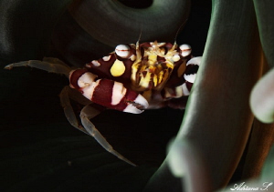 Harlequine swimming crab in his house by Adriana Simeonova 